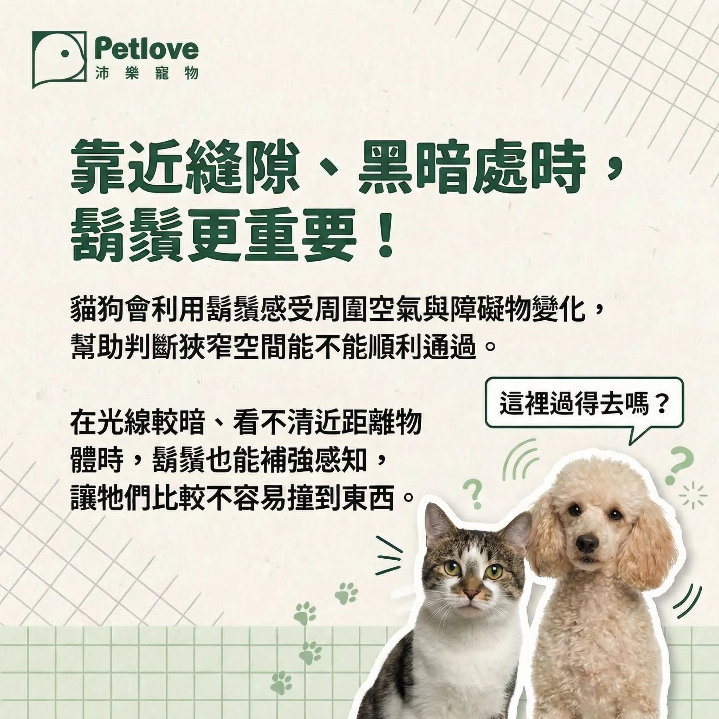 貓咪鬍鬚有什麼功能?|貓咪行為原因與日常觀察