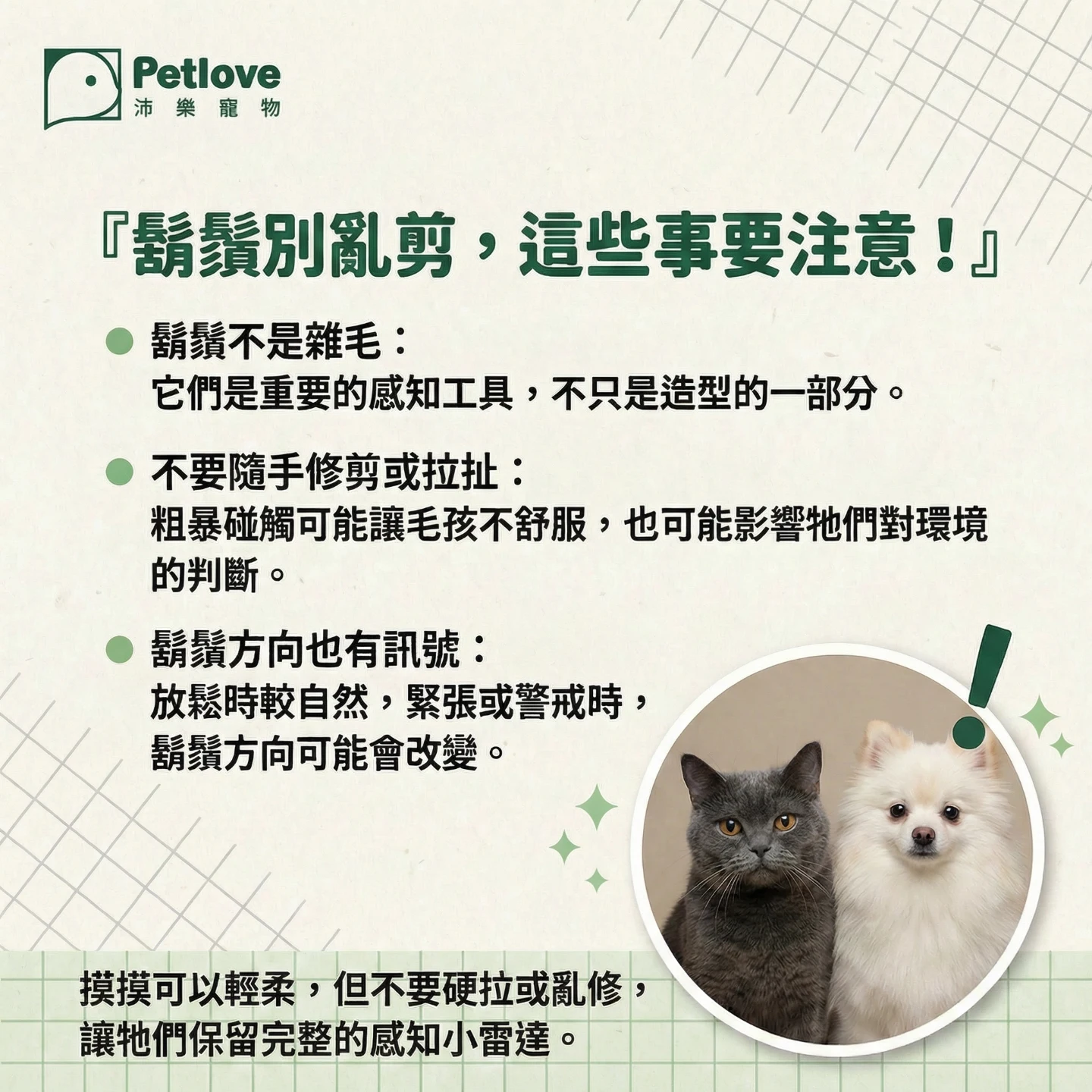 貓咪鬍鬚有什麼功能?|貓咪行為原因與日常觀察