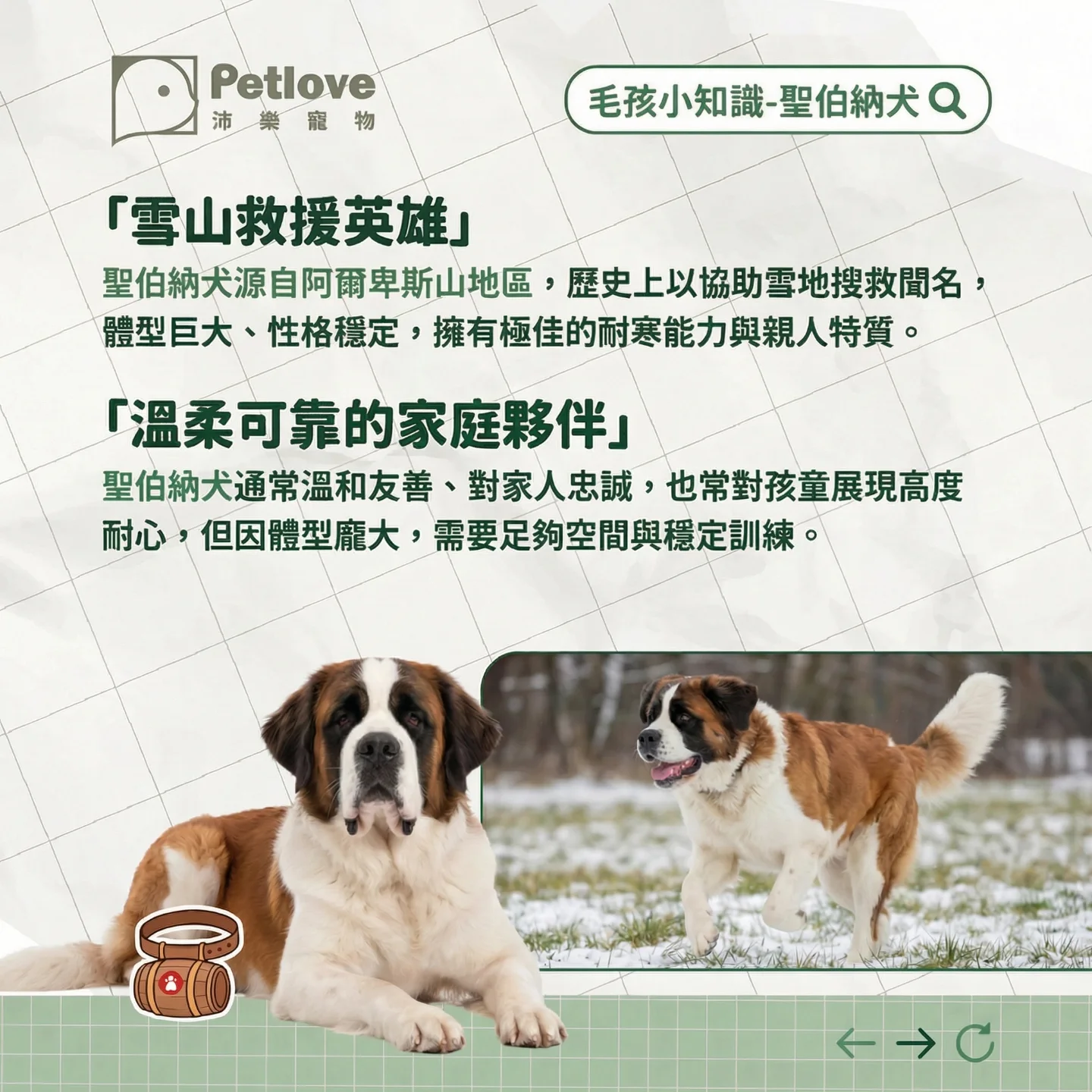 聖伯納犬介紹