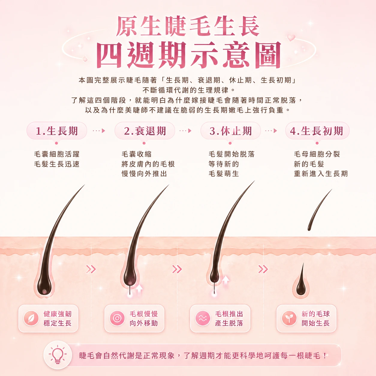 原生睫毛生長四週期示意圖