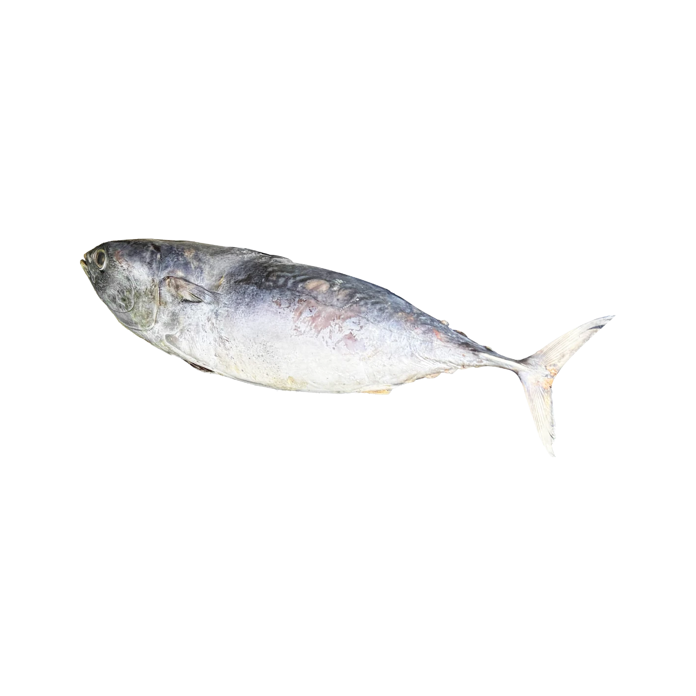 預購-【生牌南極蝦】煙仔