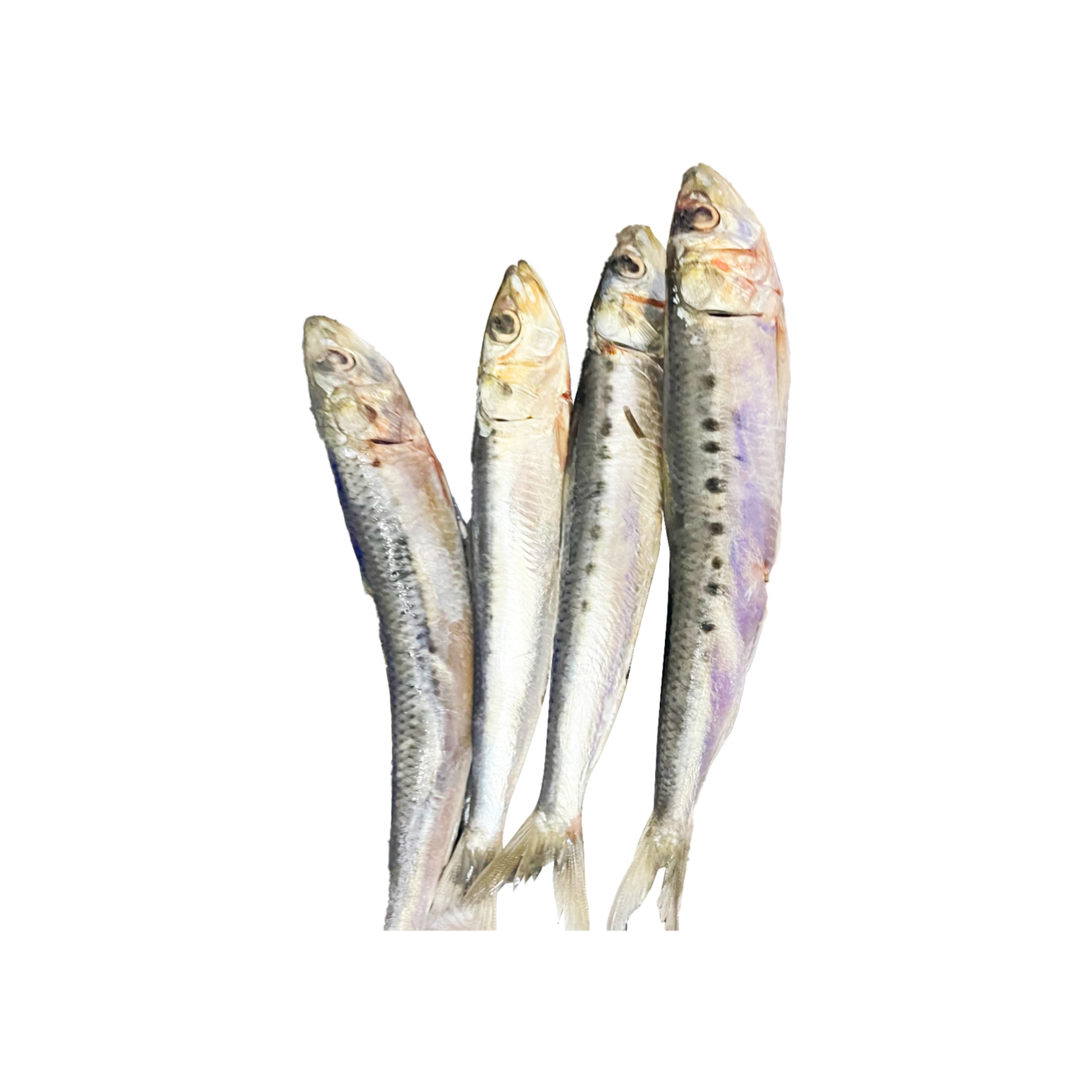 【生牌南極蝦】日本沙丁魚 10kg