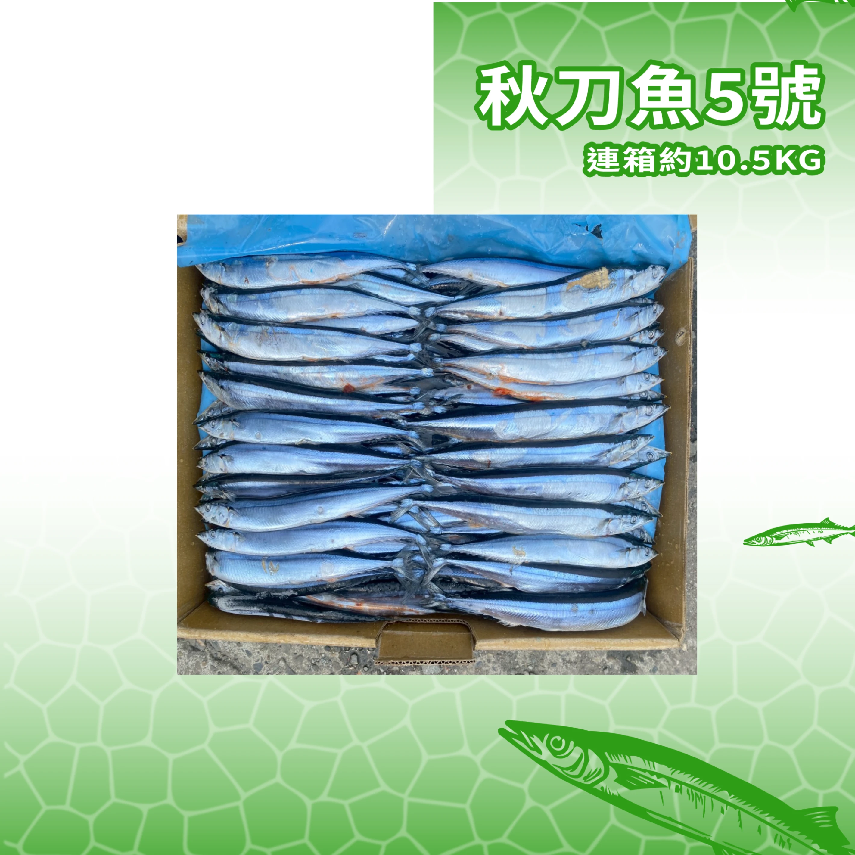 【生牌南極蝦】秋刀魚5號