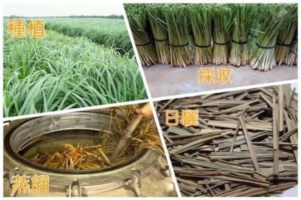宜蘭茅仔寮 純香茅滾珠精油 6ml×4入｜台灣自產古法蒸餾｜隨身草本香氣 戶外攜帶 4入免運