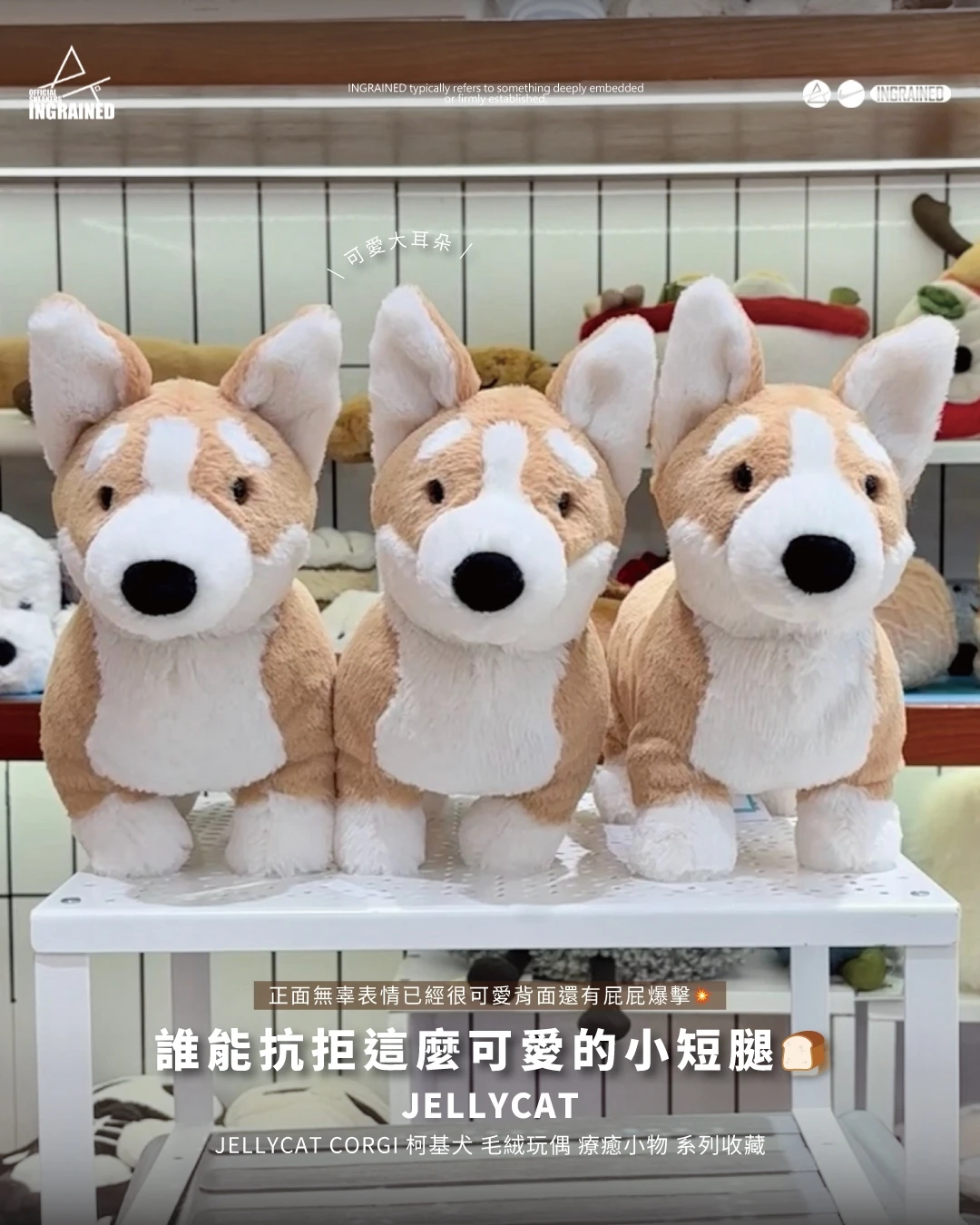 Jellycat ｜Jellycat Big Betty Corgi 柯基犬 毛絨玩偶 療癒小物 系列收藏 BET3C