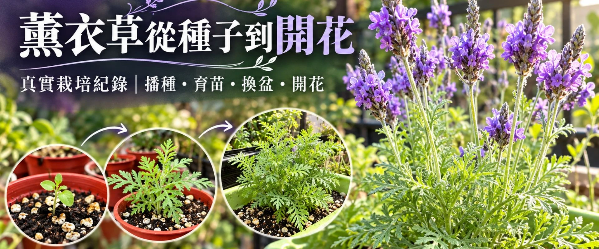 薰衣草從種子到開花|播種、育苗、換盆與度夏完整指南 薰衣草從種子到開花|播種、育苗、換盆與度夏完整指南