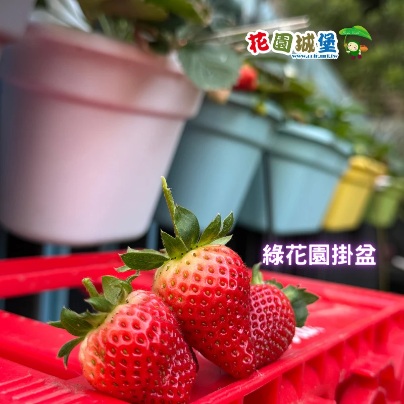 綠花園掛鉤花盆
