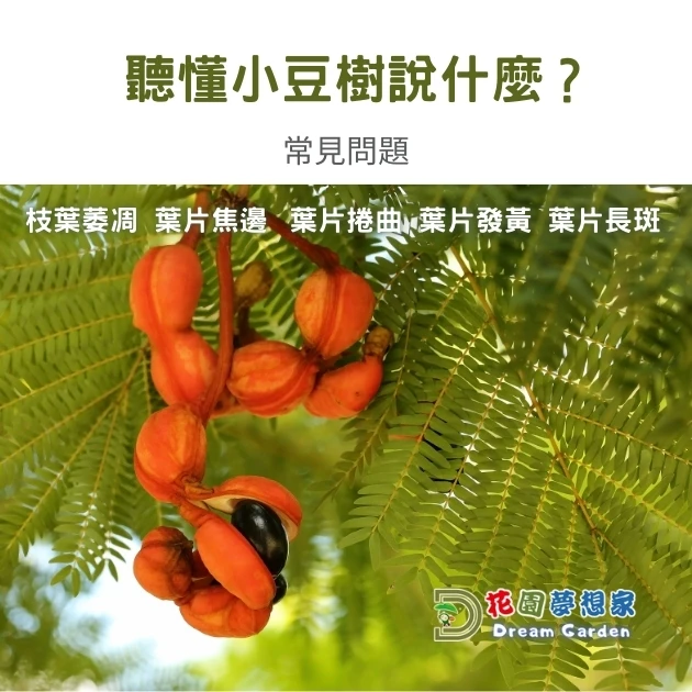 小豆樹照護全攻略