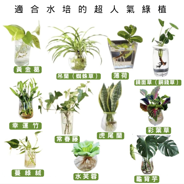 居家超簡單!11 種植物輕鬆水培 花園夢想家