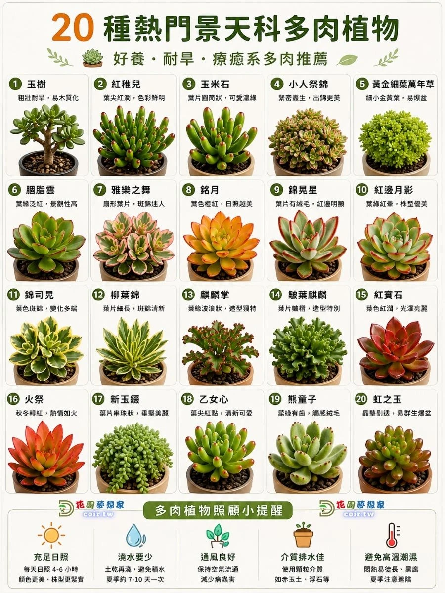 多肉植物 20 種熱門景天科多肉植物推薦｜好養、耐旱、療癒系盆栽花園夢想家