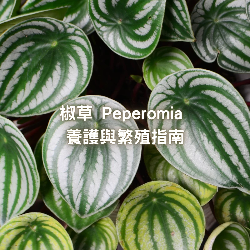 🌱 椒草屬 Peperomia 養護與繁殖指南