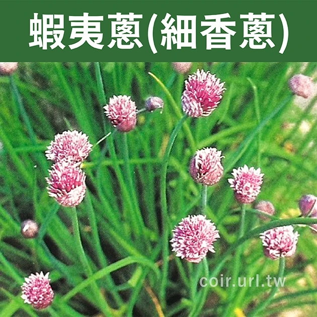 蝦夷蔥(細香蔥)~Chives