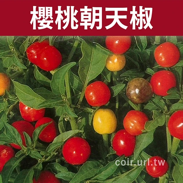 櫻桃朝天椒 小果辣椒種子