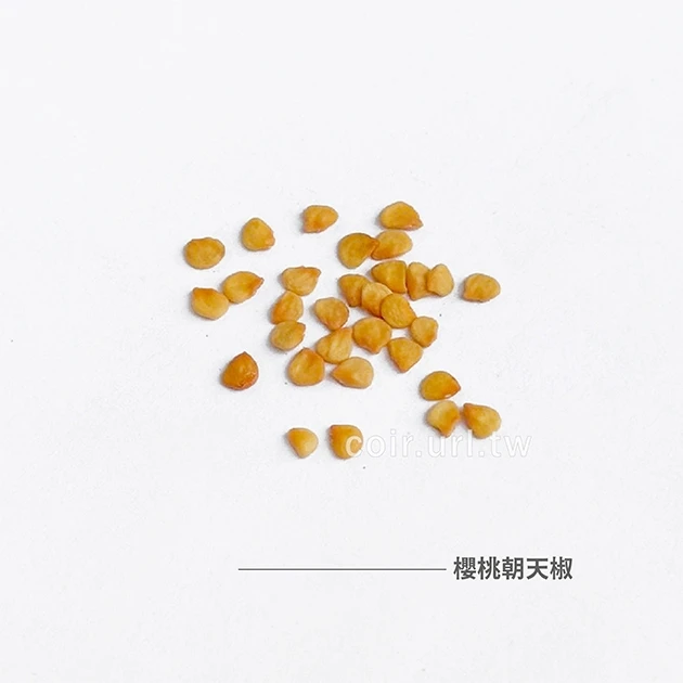 櫻桃朝天椒 小果辣椒種子