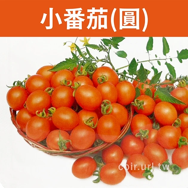 黃橙小番茄種子（圓） Tomato