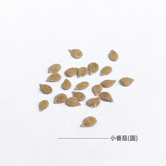 黃橙小番茄種子（圓） Tomato