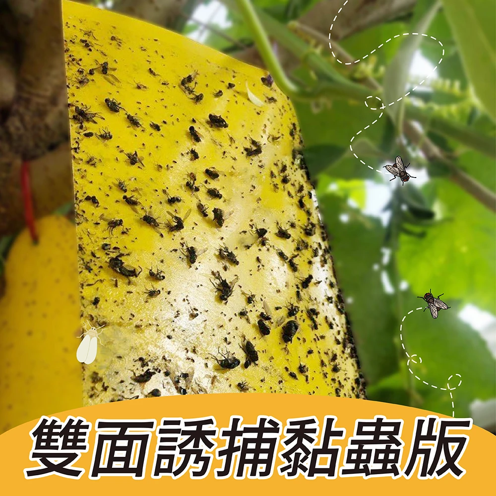 防水PP雙面誘捕黏蟲版20*15cm 5張入黏蟲紙