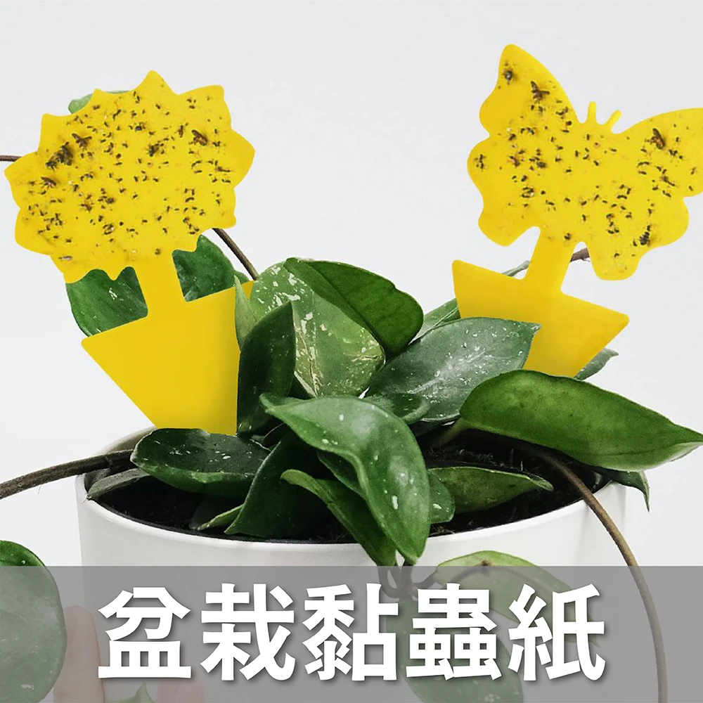 盆栽黏蟲紙 造型雙面誘捕插卡 小黑飛剋星 5張入