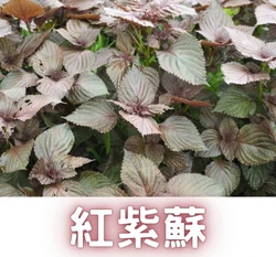 紅紫蘇種子 Red Shiso