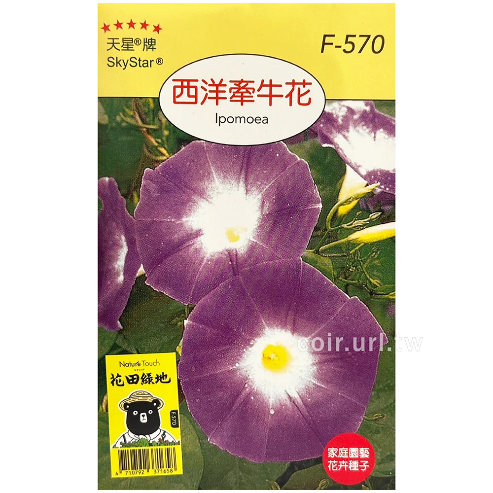 西洋牽牛花種子 Lpompea