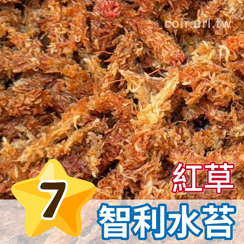 7星智利水苔 粗長紅草等級水草