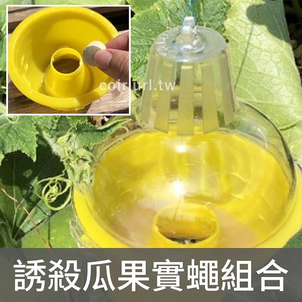 誘殺瓜果實蠅組合（麥氏誘捕器＋酵母球10粒）果蠅