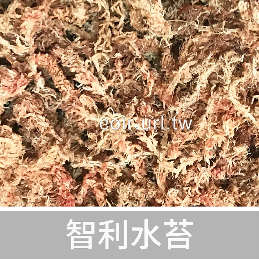 智利水苔（蘭花水草）1公升