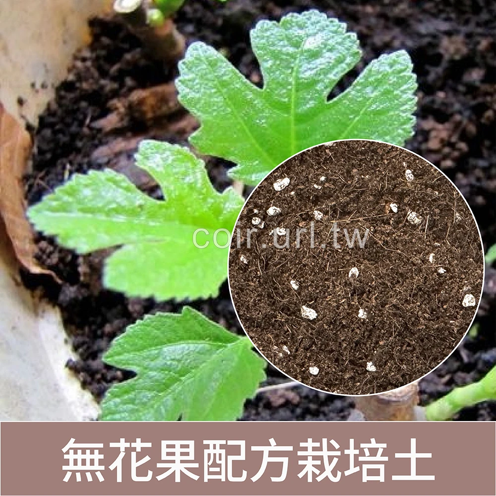 無花果配方栽培土