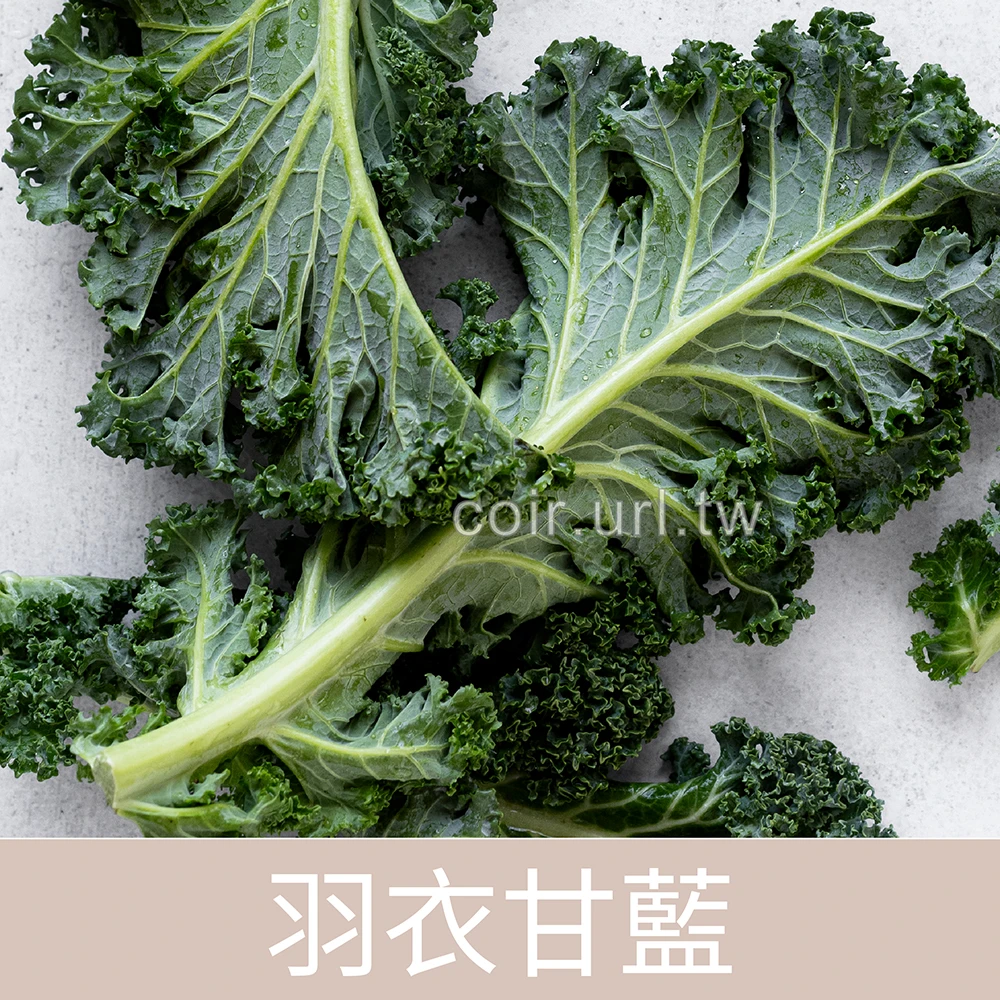 羽衣甘藍種子(青舞) Kale Green
