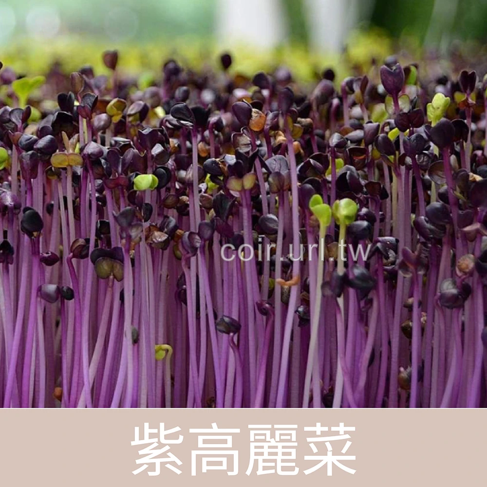 紫高麗菜種子(紫寶石)芽菜種子 Pueple cabbage