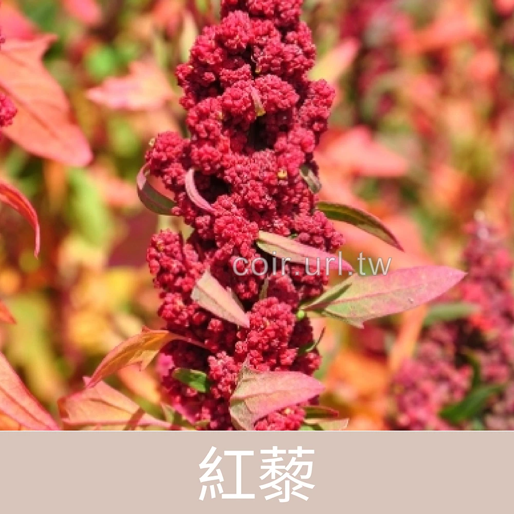 紅藜種子(彩虹) Red Quinoa