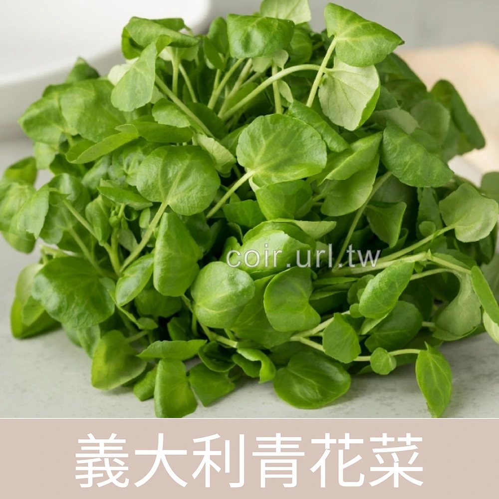 義大利青花菜種子(翡翠)熱門芽菜種子 Left Broccoli