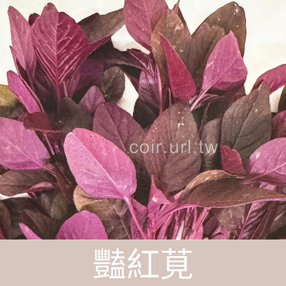 豔紅莧菜種子(紅寶) Red Baby