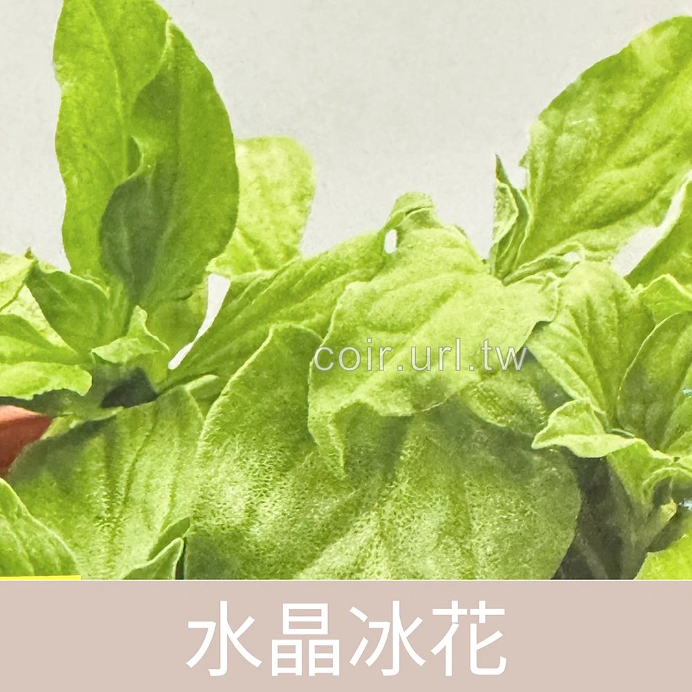 水晶冰花菜種子(冰原冰菜) lce Crystal 生菜