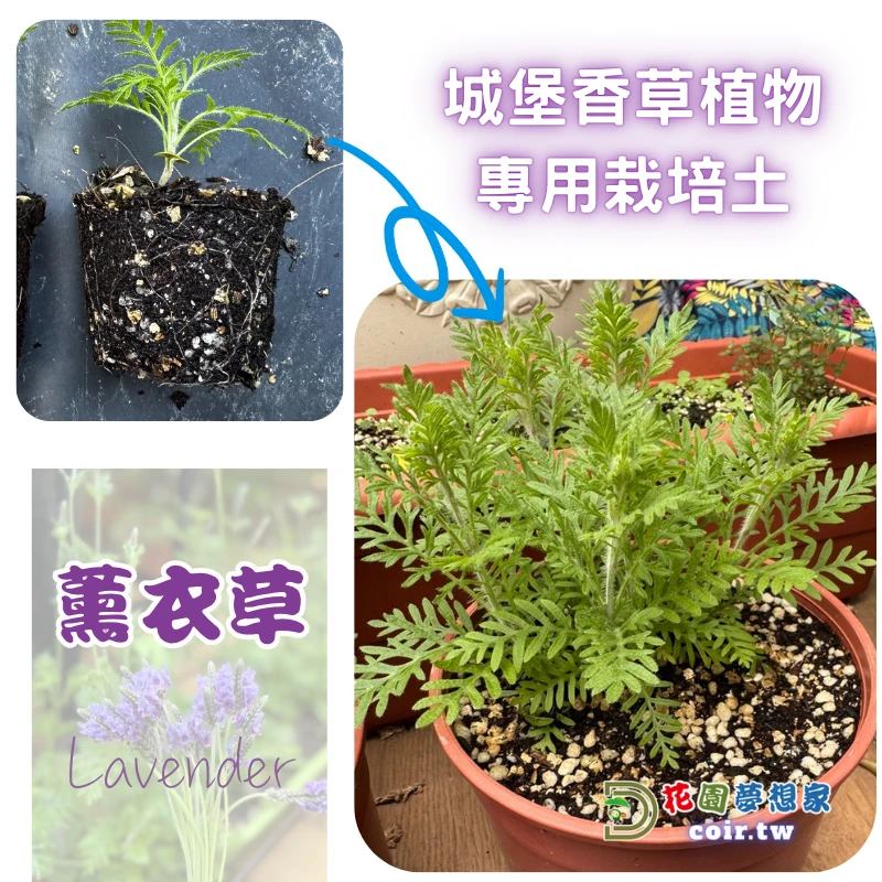 城堡香草植物專用栽培土、香草配方