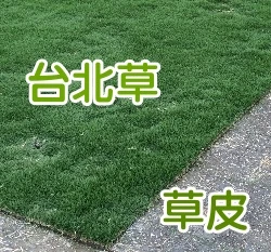 ☆現採 台北草草皮~半坪（每週四出貨）