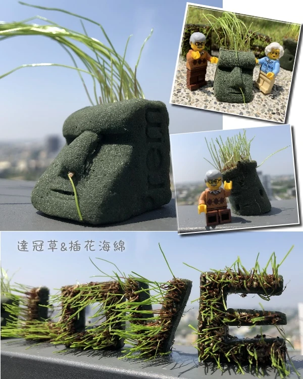 達冠草種子（草頭娃娃）黑麥草 快速形成草皮