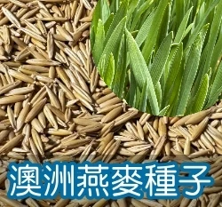 澳洲燕麥草種子 兔子草 甜燕麥