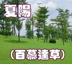 夏陽-百慕達草種籽