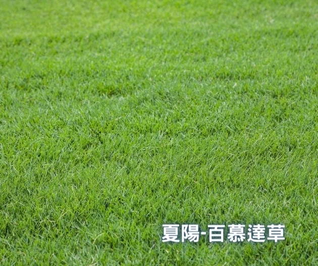 夏陽-百慕達草種籽