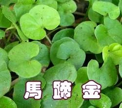 馬蹄金草籽（珍珠草）