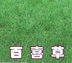 百喜草草籽
