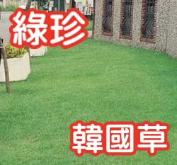 綠珍韓國草種籽 朝鮮結縷草