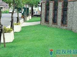 綠珍韓國草種籽 朝鮮結縷草
