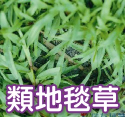 類地毯草種籽 草皮種子 愛芬地毯草
