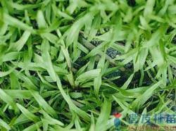 類地毯草種籽 草皮種子 愛芬地毯草