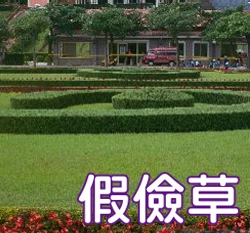 假儉草種籽 蜈蚣草 懶人草 Centipede Grass