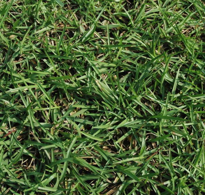 假儉草種籽 蜈蚣草 懶人草 Centipede Grass