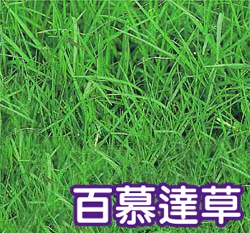 百慕達草種籽（狗牙根）
