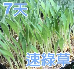 7天速綠草種子